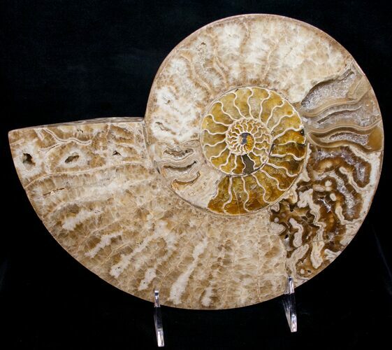 Beautiful Choffaticeras Ammonite - Half #8732